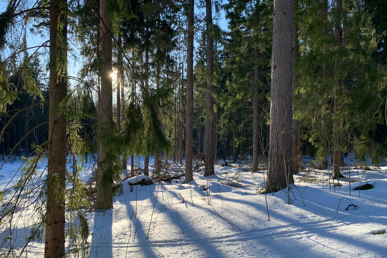 Éveil des cinq sens dans la nature finlandaise (+sauna traditionnel)