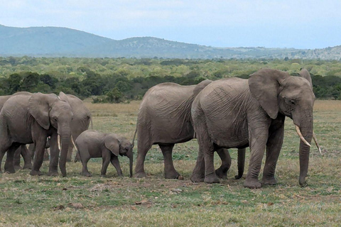 Nairobi: Ol Pejeta Conservancy 2-Day Safari with Meals Private day tour to Ol Pejeta Wildlife Conservancy