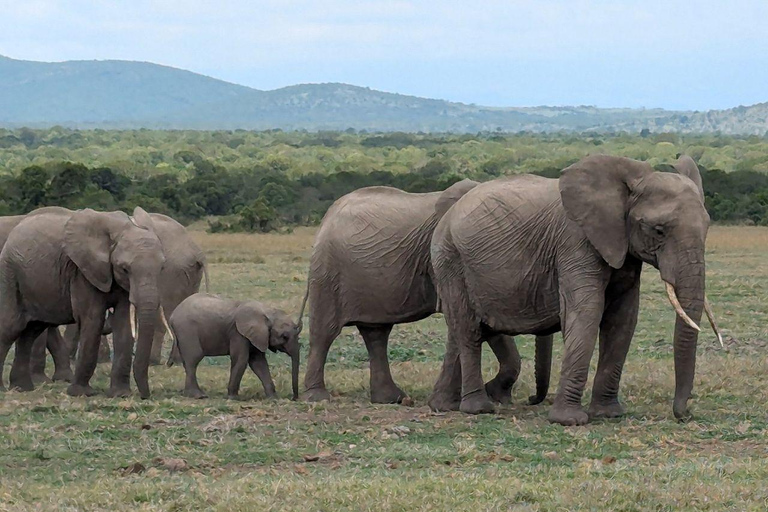 Nairobi: Ol Pejeta Conservancy 2-Day Safari with Meals Private day tour to Ol Pejeta Wildlife Conservancy