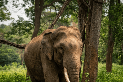 Kochi: Wayanad 2-Day Luxury Wellness Retreat & Safari
