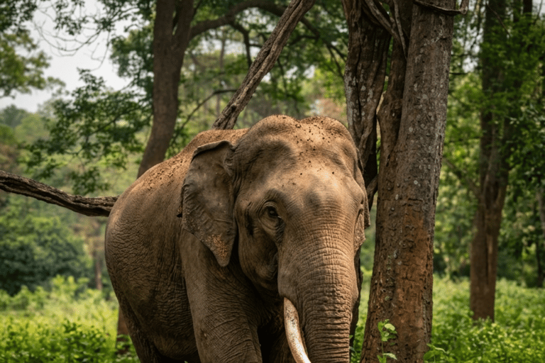 Kochi: Wayanad 2-Day Luxury Wellness Retreat & Safari