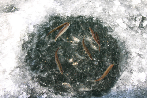 Desde Seúl: pesca en el hielo y cocina tradicional en ChuncheonDesde Seúl: pesca en hielo y cocina tradicional en Chuncheon
