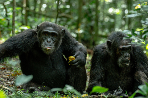 5-Day Uganda Safari: Chimpanzees & Gorillas on midrange