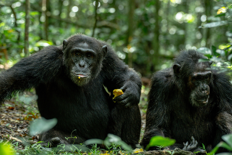 5-Day Uganda Safari: Chimpanzees & Gorillas on midrange