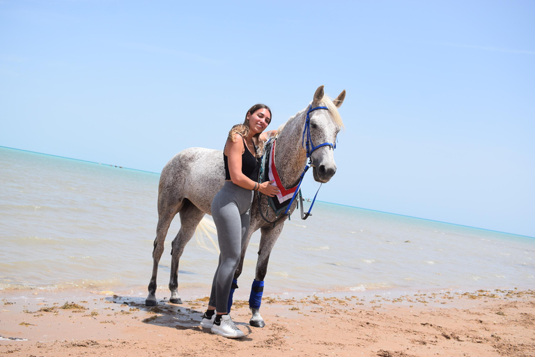 Hurghada: Swimming & Horse riding with FREE Photos & Videos 2-Hour Horse Swimming & Photos with Transfer