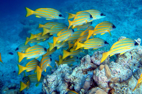 Grotte de Kuza, lagon bleu, étoiles de mer, rocher, équitation