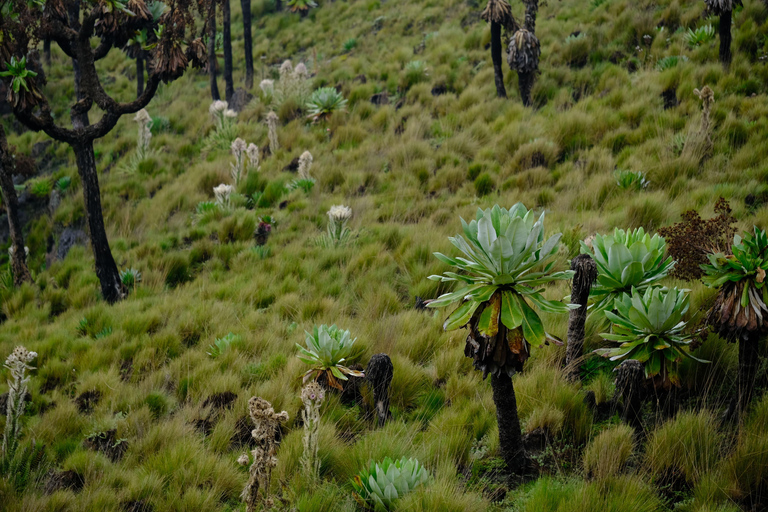 Aberdare National Park: Mount Satima Overnight Hike