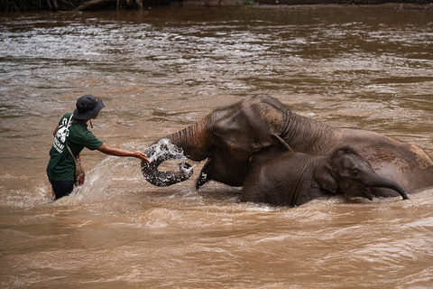 Chiang Mai: Elefantreservat, Long Neck &amp; Sticky WaterfallPrivat tur med upphämtning från hotell