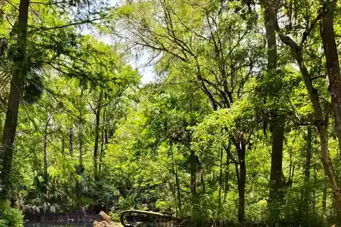 Dagsutflykt i liten grupp till Silver Springs State Park från Orlando