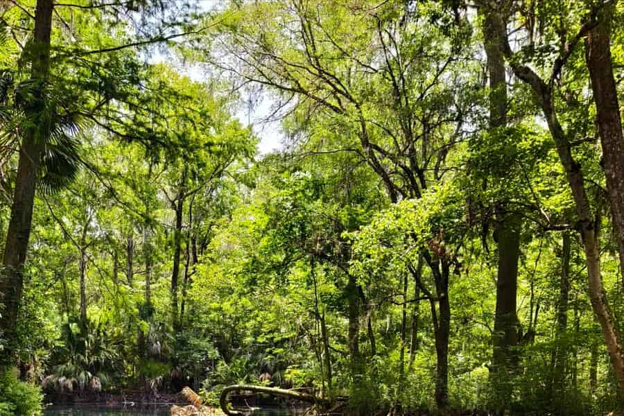 Kleingruppentour Silver Springs State Park Tagestour von Orlando. Foto: GetYourGuide