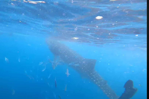 CEBU: Avistamiento de Tiburones Ballena + Barra de Arena de Sumilon + Cascadas de Tumalog