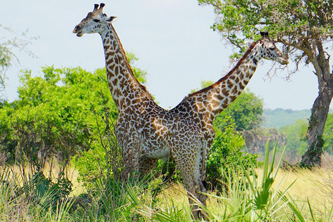 From Zanzibar: Saadani safari 2-Day with Night Game Drive