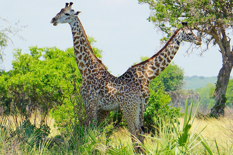 From Zanzibar: Saadani safari 2-Day with Night Game Drive