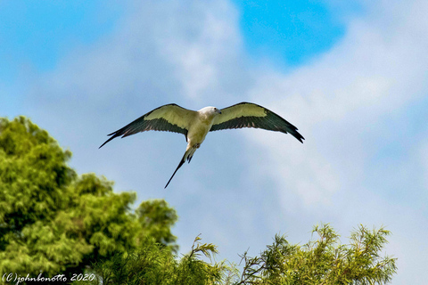 Orlando Bird Nerd Tour: Birding Kayak Tour Orlando Bird Nerd Tour: Long Birding Kayak Tour