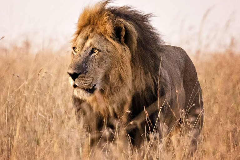 Excursão de um dia ao Parque Nacional Nakuru e ao Lago Naivasha