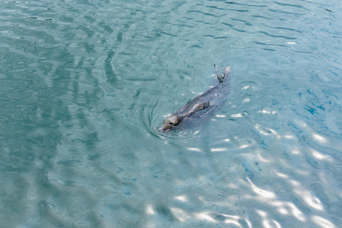 Dublin: Howth Cliffs and Lighthouse Cruise