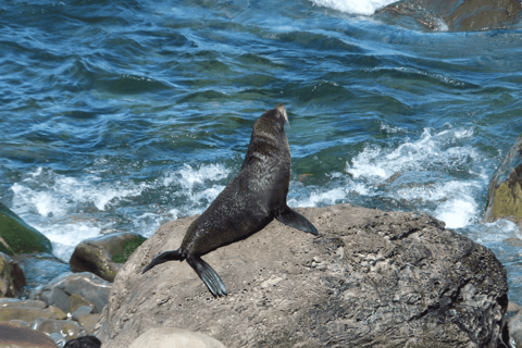 Christchurch: Kaikoura Day Tour with Hotel Pickup