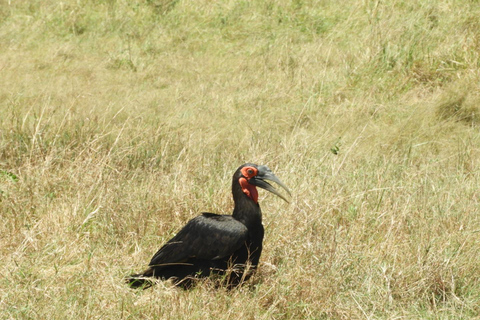 Private Nairobi National Park Drive in 4*4 landcruiser