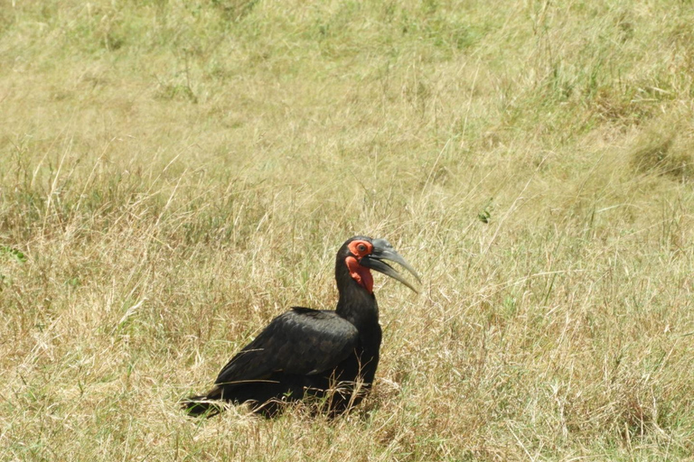 Private Nairobi National Park Drive in 4*4 landcruiser