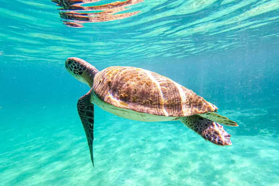Von Rio de Janeiro aus: Angra dos Reis & Ilha Grande Tagestour. Foto: GetYourGuide