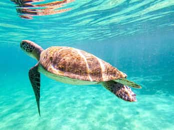 Von Rio de Janeiro aus: Angra dos Reis & Ilha Grande Tagestour