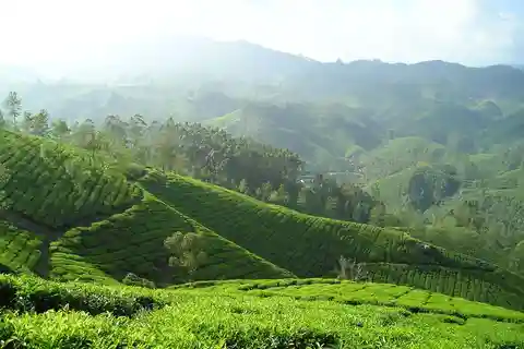 Nairobi: Dagtrip naar de Purple Tea Farm in Gatura Greens