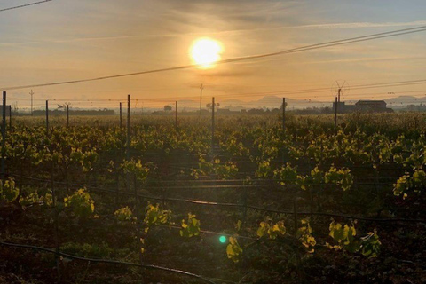 Visite guidée des vignobles et de la cave de Bodega Butxet avec dégustation