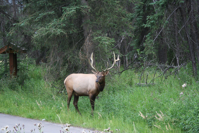 Tunnel Mountain Trail: Naturtour mit Audioguide