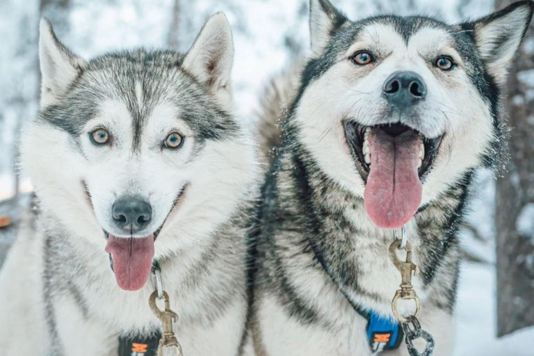 Rovaniemi: Small-Group Self-Drive Husky Experience