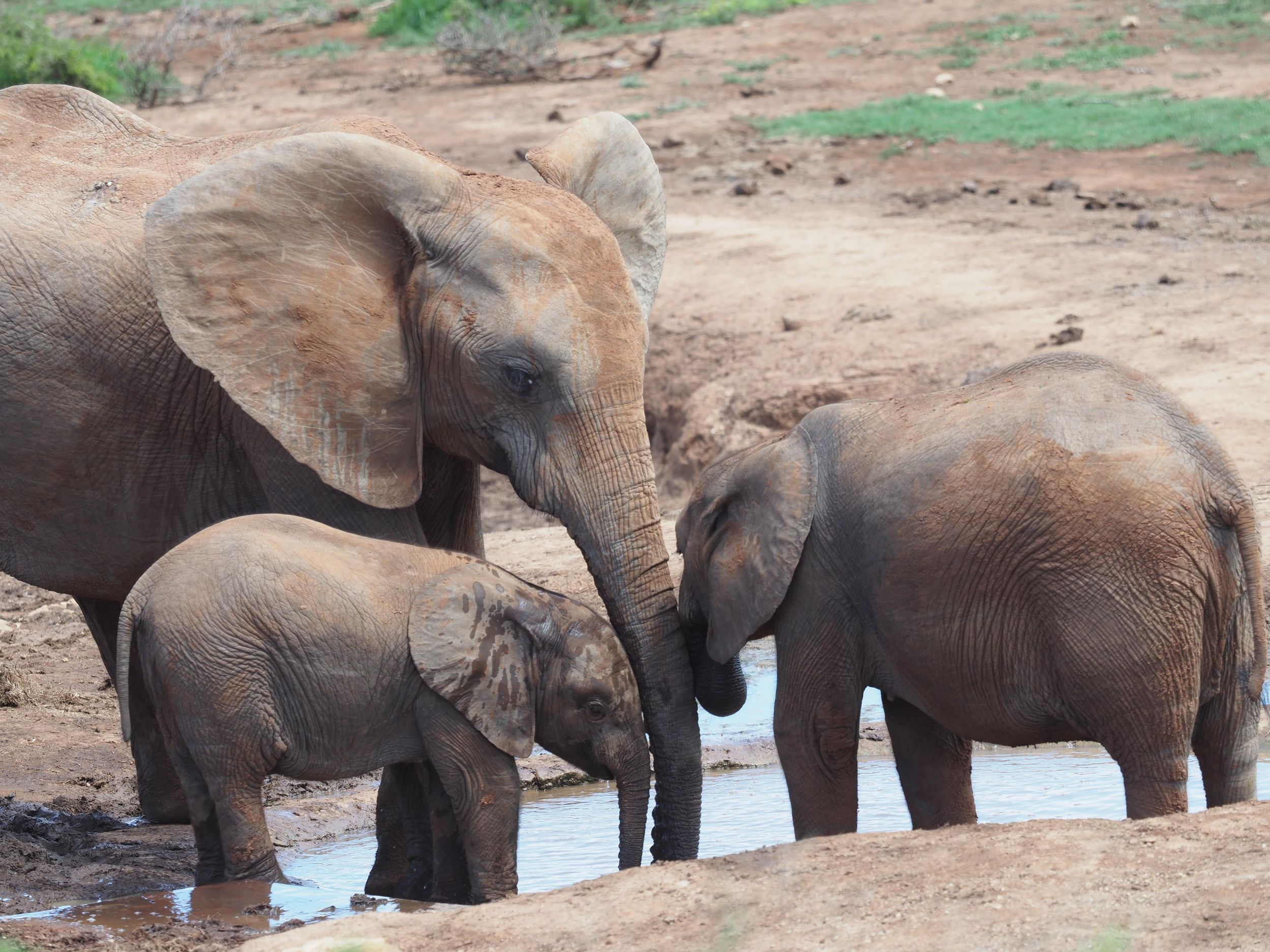 Safari im Addo-Elefanten-Park mit Mittagessen und deutscher Reiseleitung