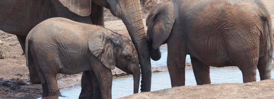 Parc national des Éléphants d’Addo : safari avec déjeuner et guide germanophone