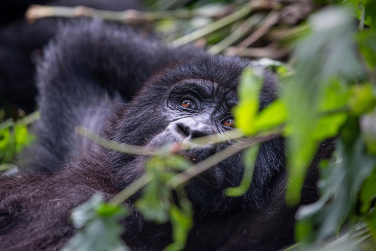 Oeganda: 15 Dagen Gorilla, Chimpansee & Wildlife Safari