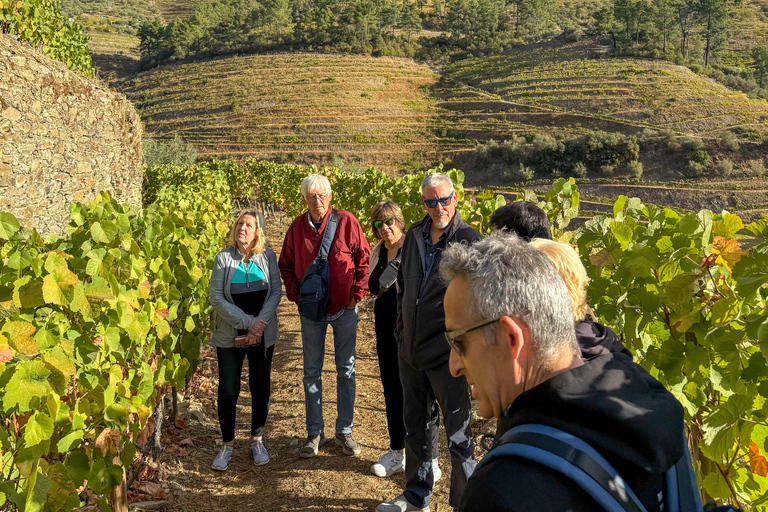 Douro Valley: Wine & Olive Oil Tour with Boat & Lunch Douro Valley: 2 Wineries, Boat Cruise & Traditional Lunch