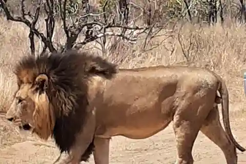 From Malelane: Half Day Kruger Park Wildlife Safari