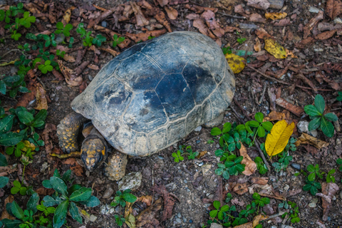 Manu National Park: Nature, culture, birds, and mammals – Full Day