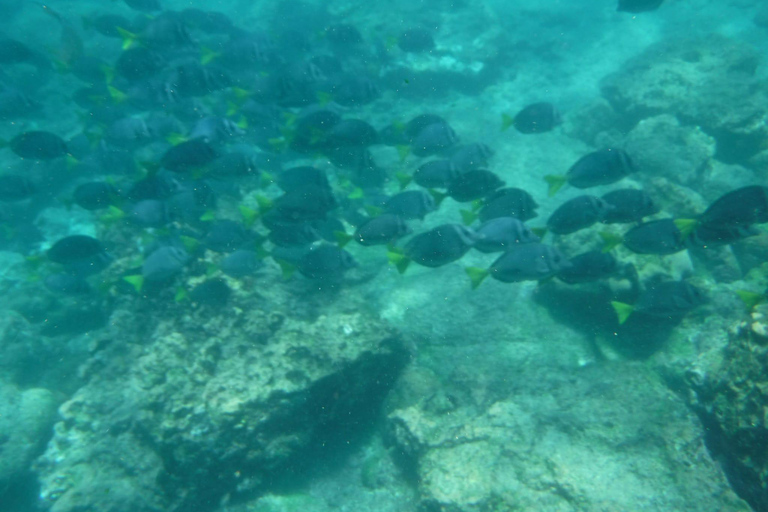 Galápagos: Pinzón Island Full-Day Snorkeling Adventure