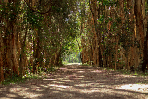 Gold Coast: Mt Tamborine Kangaroo &amp; Koala Day TourKangaroos and Mountain Views