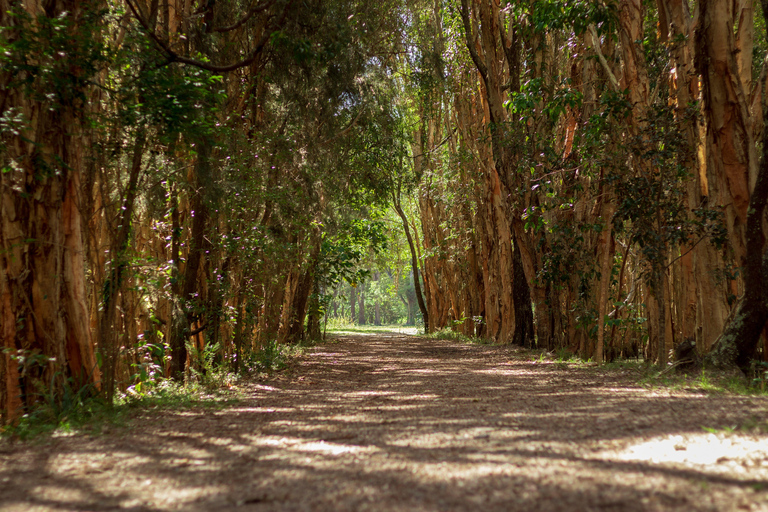 Costa de Ouro: Excursão de um dia ao Mt Tamborine Kangaroo e KoalaCangurus e vista para as montanhas