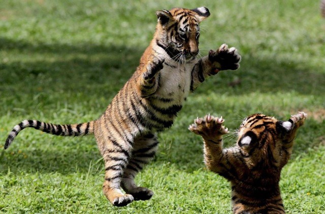 Visit Panna Tiger Reserve Safari Booking Official in Panna