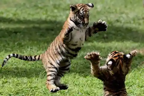 Panna Tiger Reserve Safari Booking Official