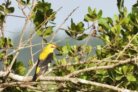 Diani/ Mombasa: Private Shimba Hills Day Safari