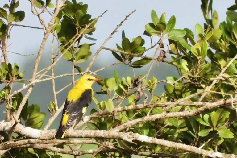Diani/ Mombasa: Private Shimba Hills Day Safari