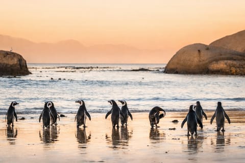 Cape Town: Curated Coastal Experience with Local Flavours