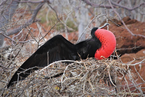GALÁPAGOS: Island hopping trip, including Quito 12 days GALÁPAGOS: Island Hopping Tour, including Quito 12 days
