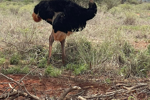 Mombasa: 5-Day Safari- Amboseli, SaltLick, Ziwani & Ngutuni