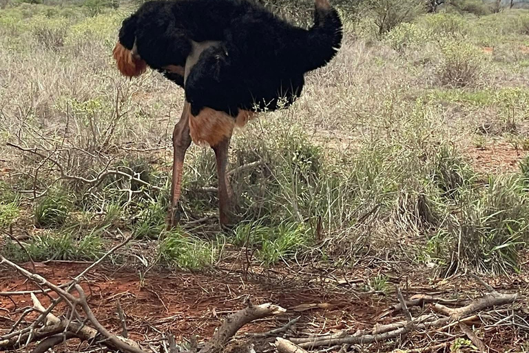 Mombasa: 5-Day Safari- Amboseli, SaltLick, Ziwani & Ngutuni