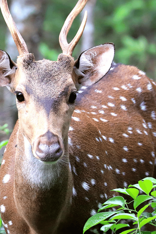 From Colombo: Wilpattu National Park Safari 