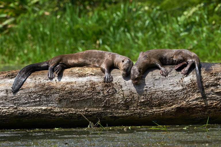 Cusco: 4-Day Manu National Park Trip with Lodging