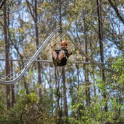 Central Coast Forest: Zipcoaster & High Ropes Adventure