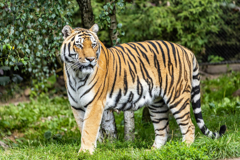 Z Delhi: 3-dniowa wycieczka Ranthambore Tiger Safari TourPrywatna wycieczka z zakwaterowaniem w 4-gwiazdkowym hotelu